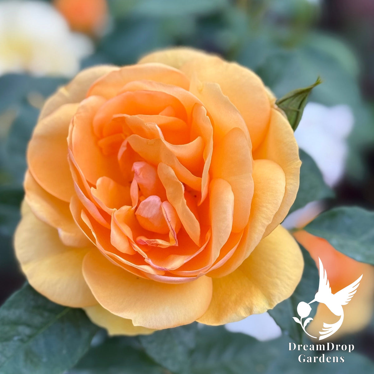 Rose - Sunbelt South Africa — DreamDrop Gardens photo 4