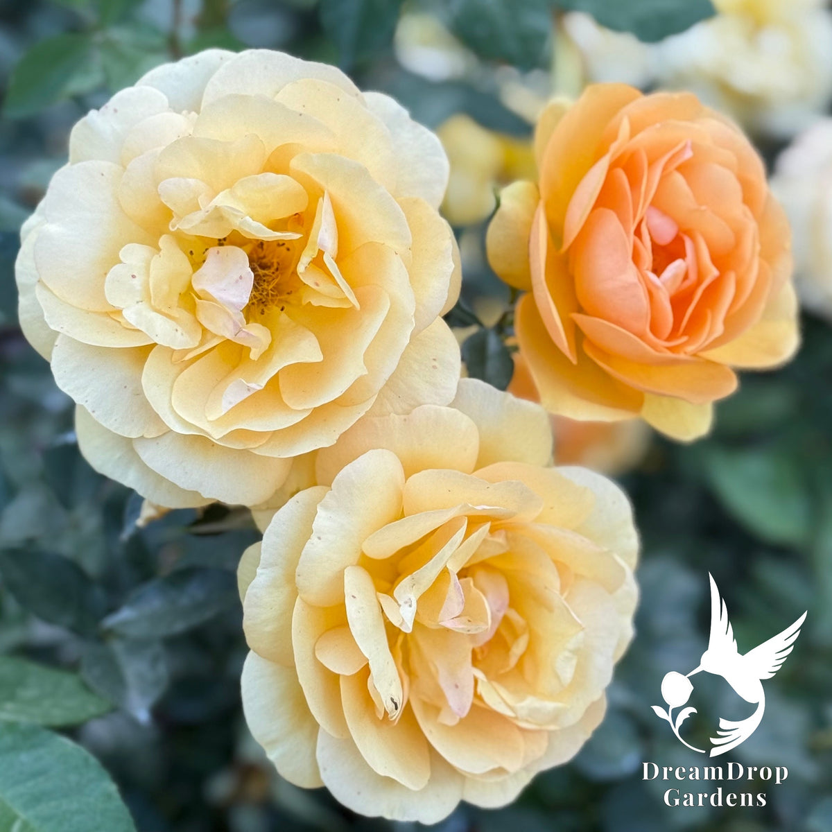 Rose - Sunbelt South Africa — DreamDrop Gardens photo 5