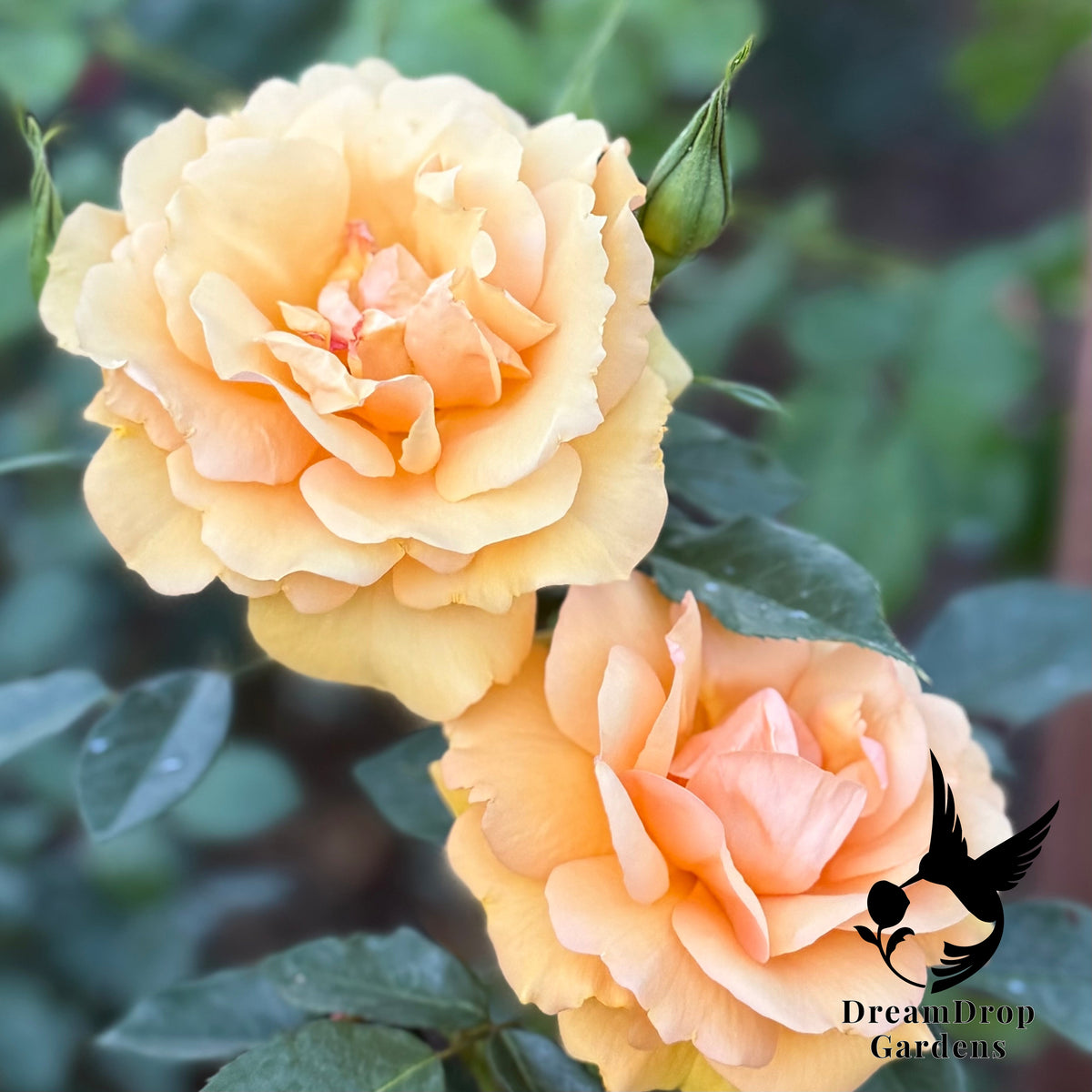 Rose - Sunbelt South Africa — DreamDrop Gardens photo 6