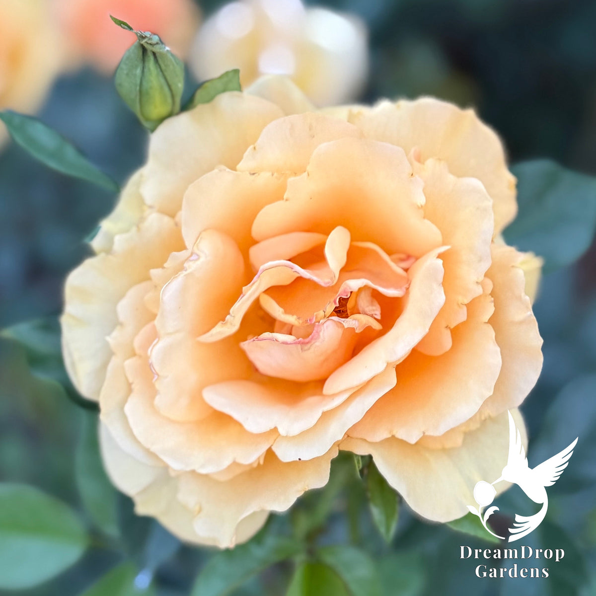 Rose - Sunbelt South Africa — DreamDrop Gardens photo 7