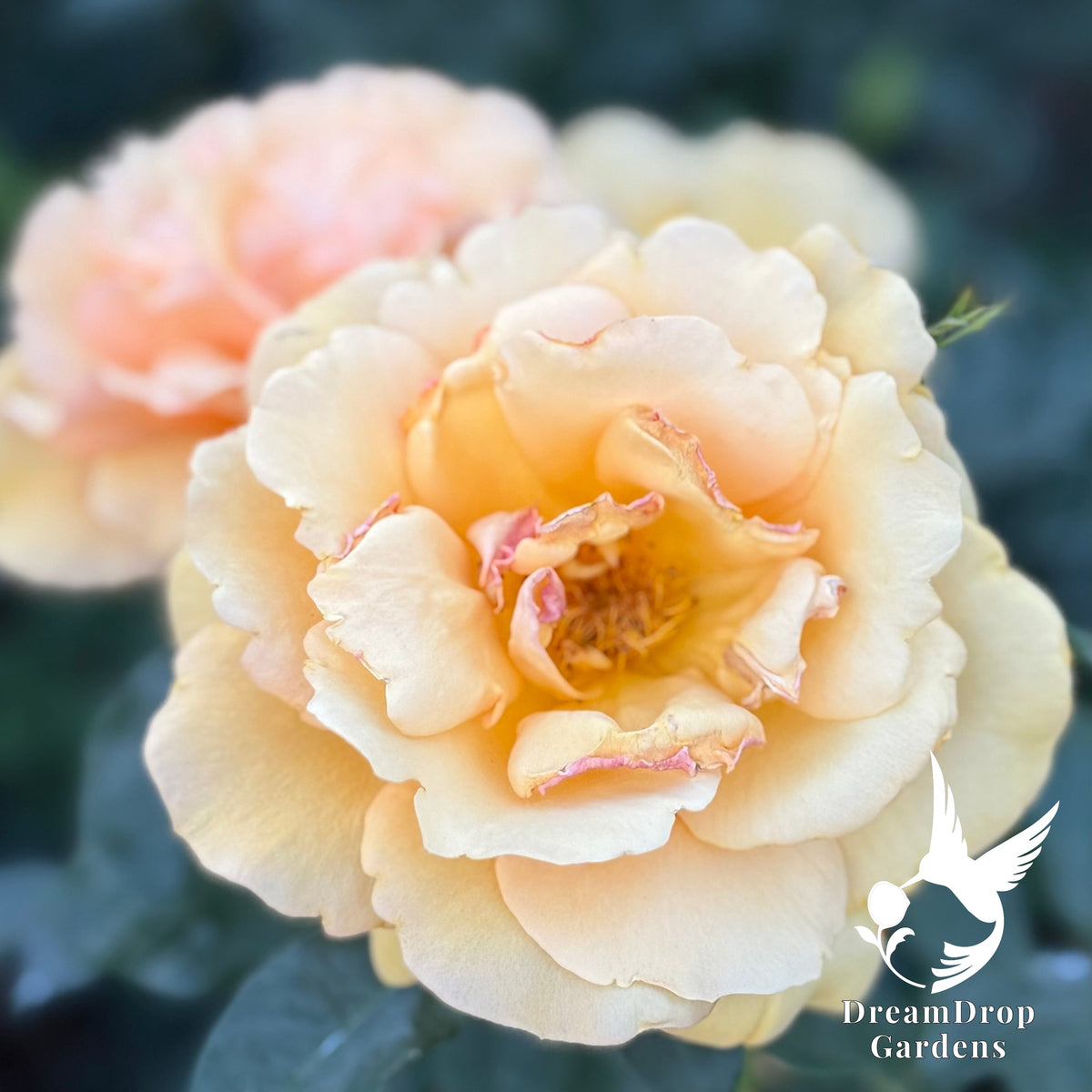 Rose - Sunbelt South Africa — DreamDrop Gardens photo 8