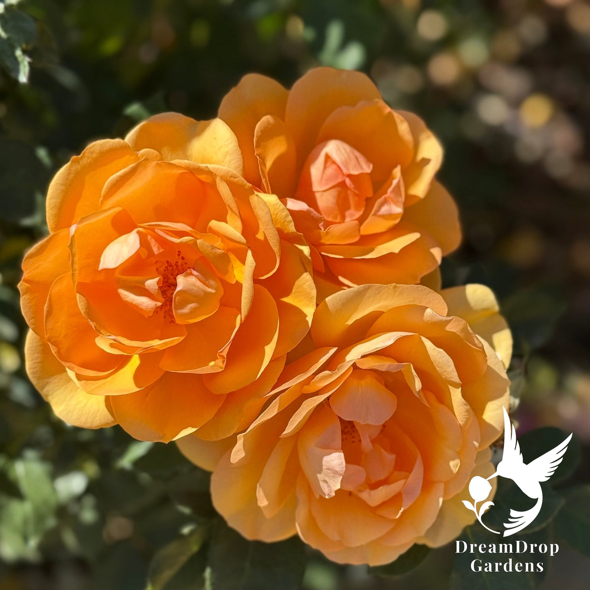 Rose - Sunbelt South Africa — DreamDrop Gardens photo 9