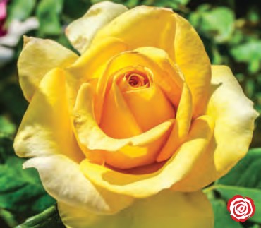 Rose - St Patrick