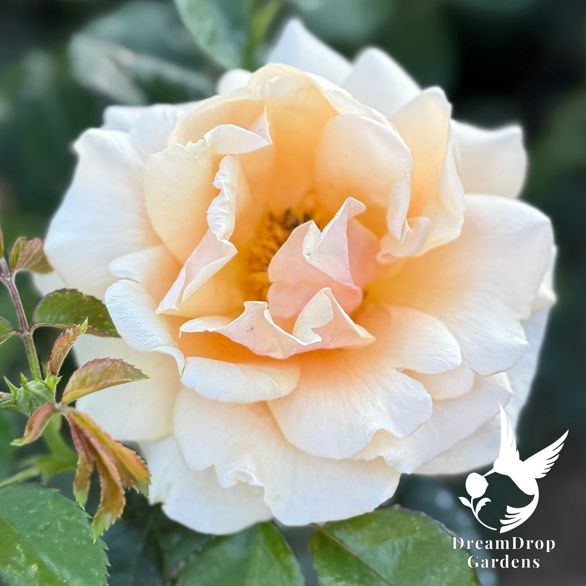Rose - St Tropez — DreamDrop Gardens photo 1