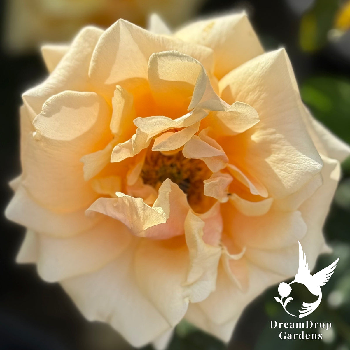 Rose - St Tropez — DreamDrop Gardens photo 2
