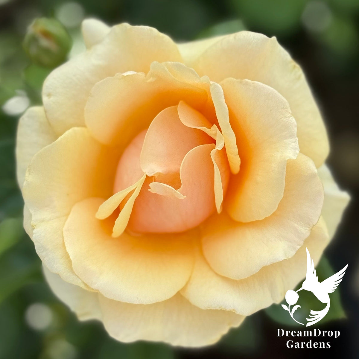 Rose - St Tropez — DreamDrop Gardens photo 3