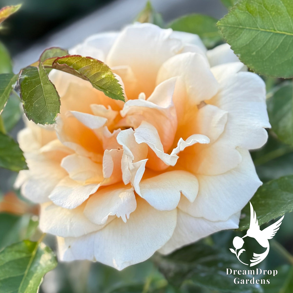 Rose - St Tropez — DreamDrop Gardens photo 4