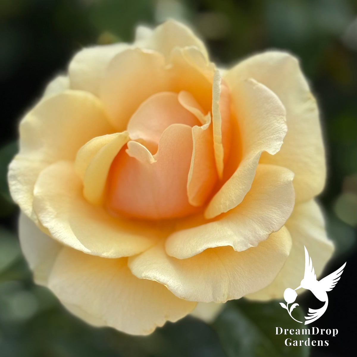 Rose - St Tropez — DreamDrop Gardens photo 5