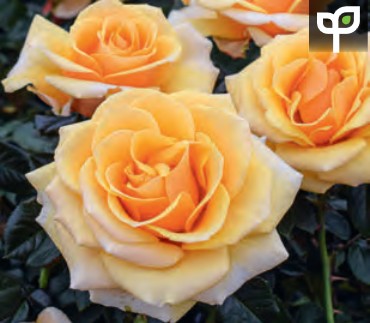 Rose - St. Tropez