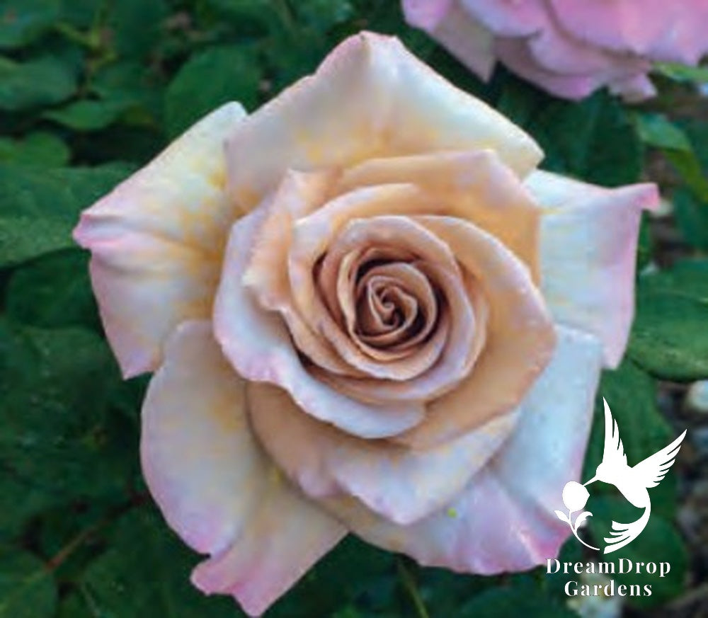 Rose - Stephen Rulo — DreamDrop Gardens photo 1