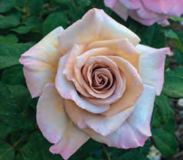 Rose - Stephen Rulo