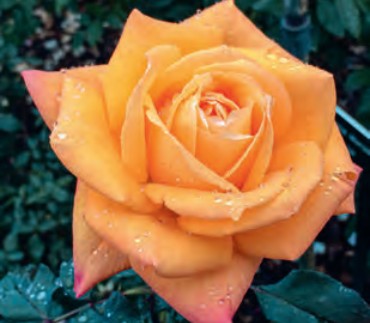 Rose - Sultry