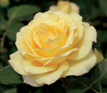 Rose - Summer Love