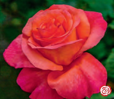 Rose - Sundowner