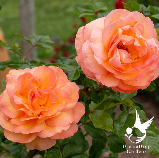 Rose - Arborose Tangerine Skies — DreamDrop Gardens photo 1