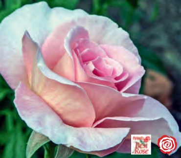 Rose - Tiffany