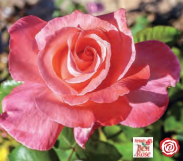 Rose - Touch of Class