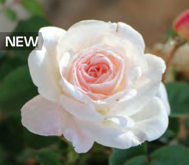 Rose - Touch of Pink
