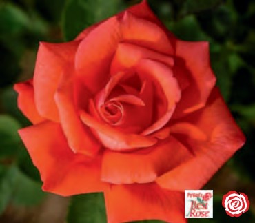 Rose - Tropicana
