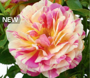 Rose - True Delight