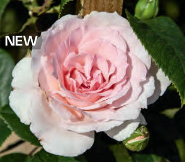 Rose - True Devotion