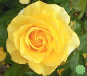 Rose - True Friendship