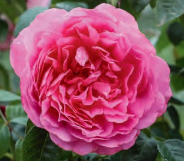 Rose - True Inspiration