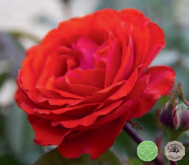 Rose - True Passion