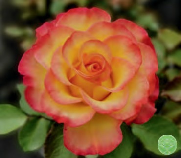 Rose - True Sincerity