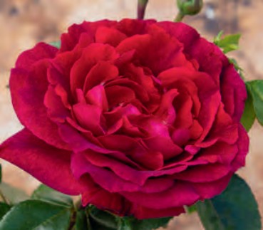 Rose - True Spirit