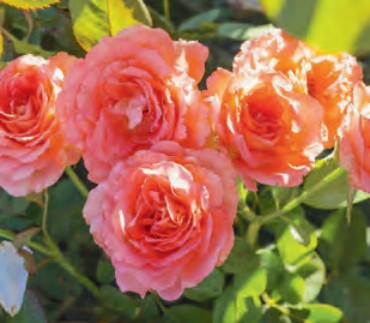 Rose - Waiheke