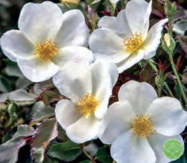 Rose - White Knock Out