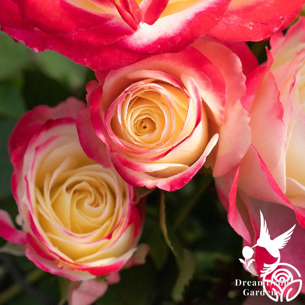 Rose - White Lies — DreamDrop Gardens photo 10