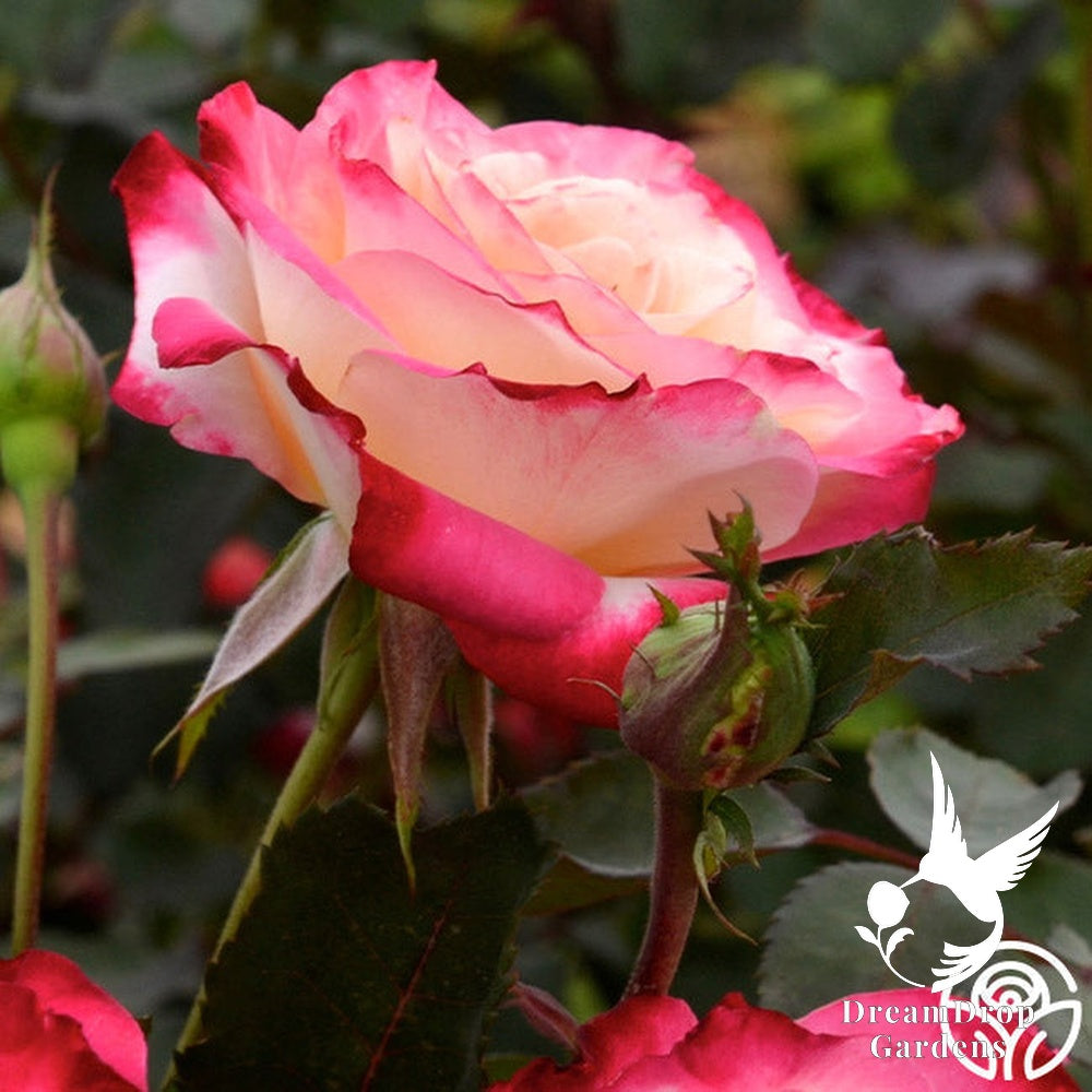Rose - White Lies — DreamDrop Gardens photo 11