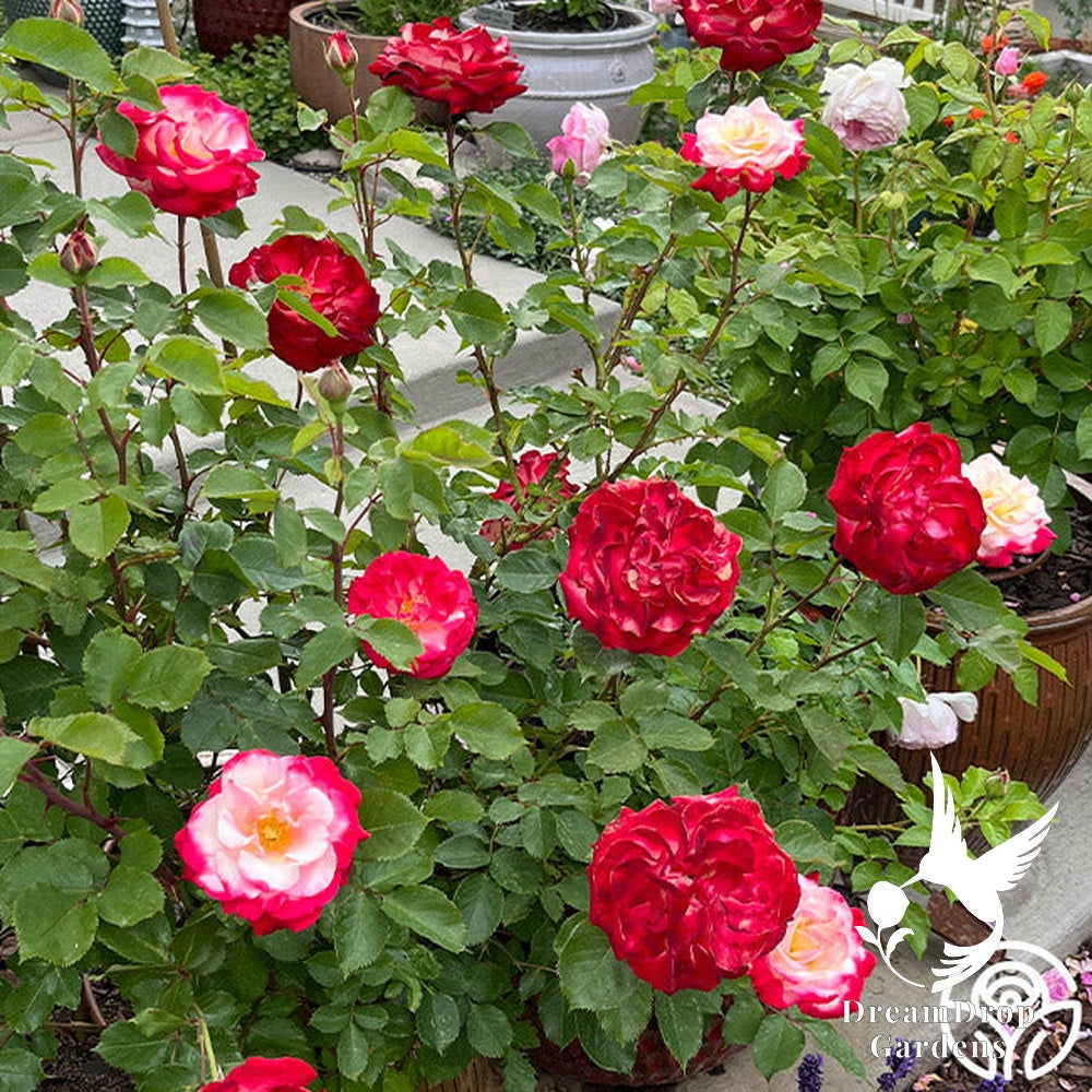 Rose - White Lies — DreamDrop Gardens photo 12