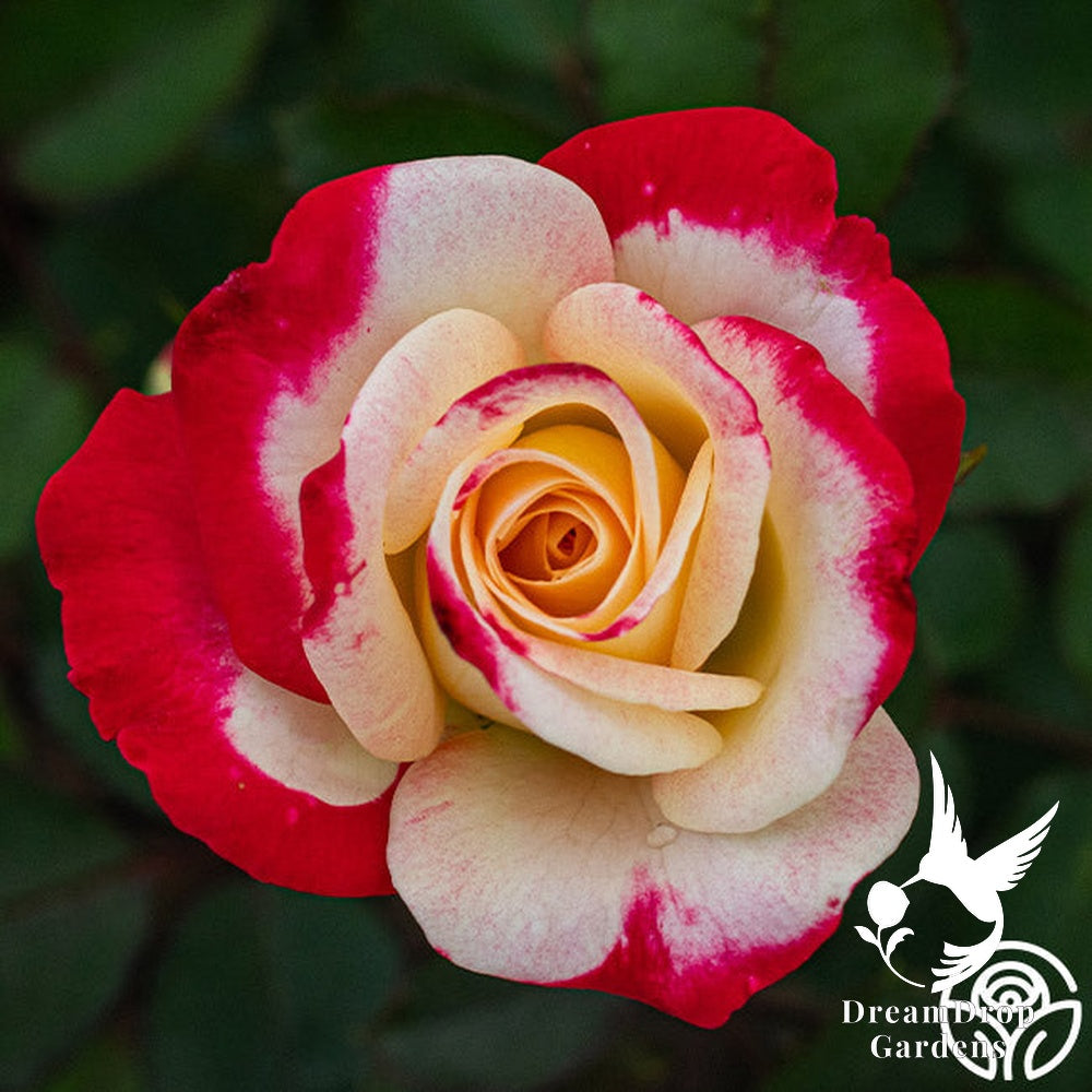 Rose - White Lies — DreamDrop Gardens photo 13