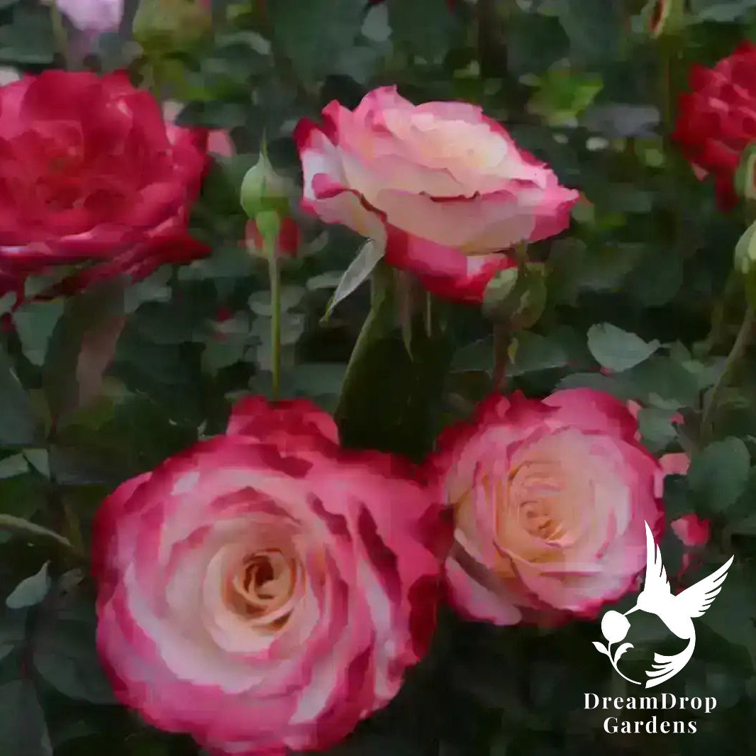 Rose - White Lies — DreamDrop Gardens photo 1