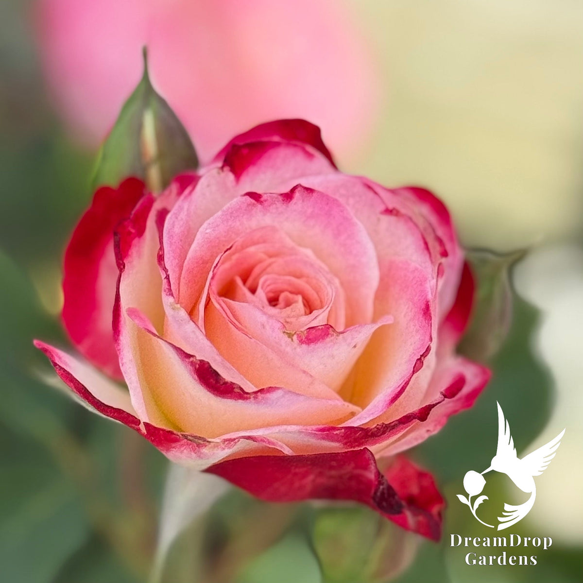 Rose - White Lies — DreamDrop Gardens photo 3