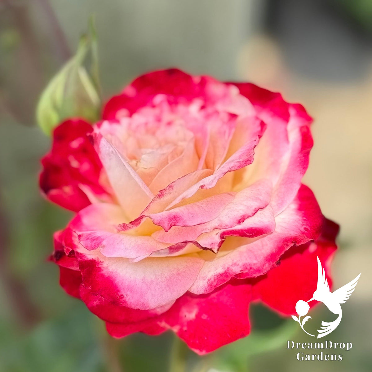 Rose - White Lies — DreamDrop Gardens photo 4
