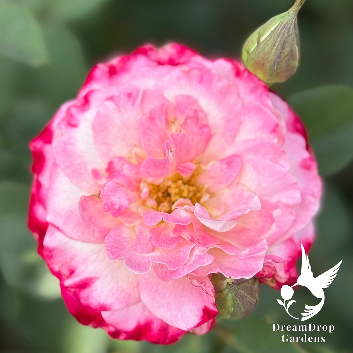Rose - White Lies — DreamDrop Gardens photo 5