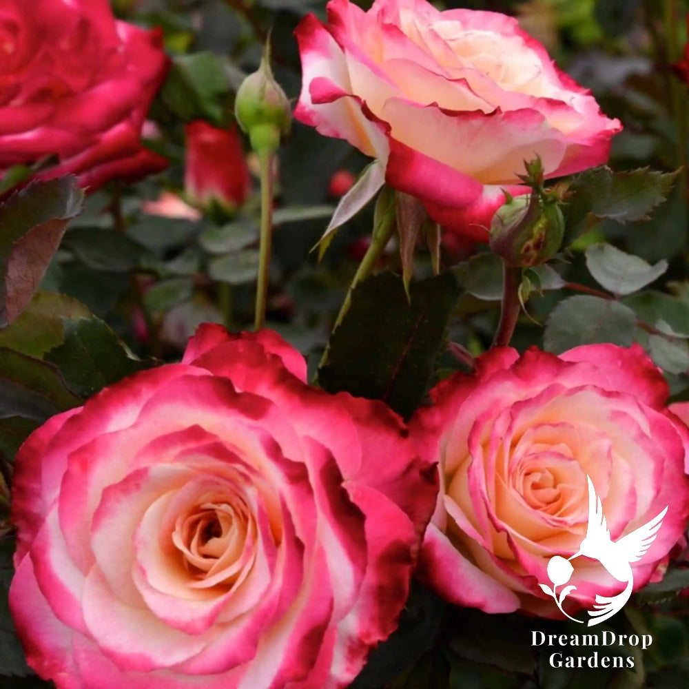 Rose - White Lies — DreamDrop Gardens photo 6