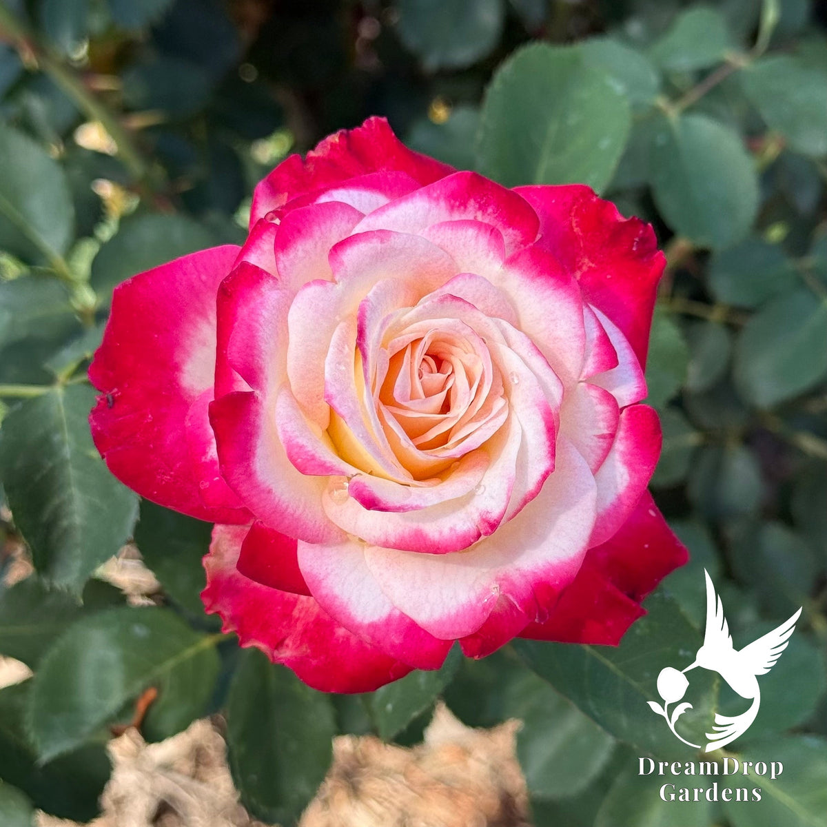 Rose - White Lies — DreamDrop Gardens photo 7