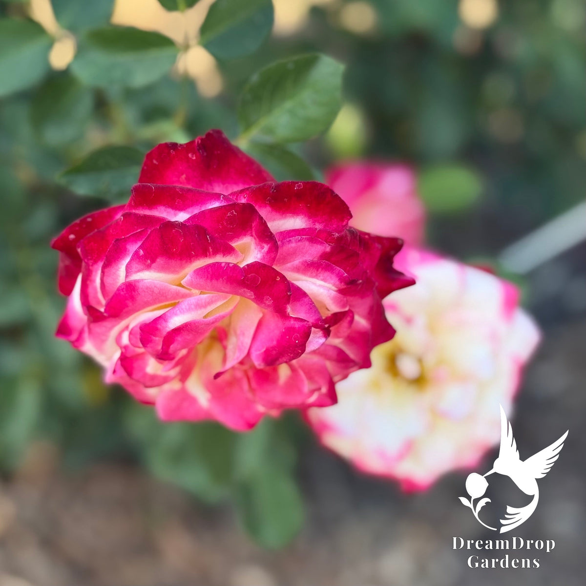 Rose - White Lies — DreamDrop Gardens photo 8