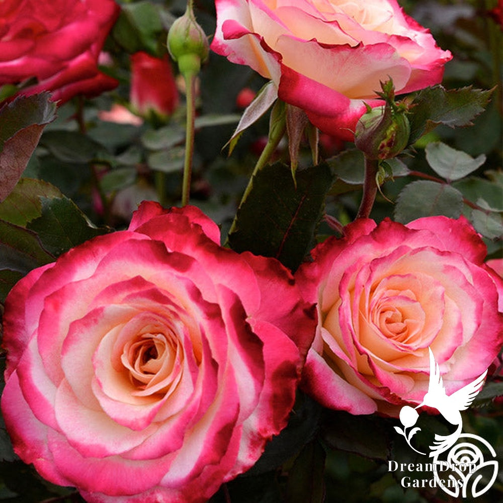 Rose - White Lies — DreamDrop Gardens photo 9