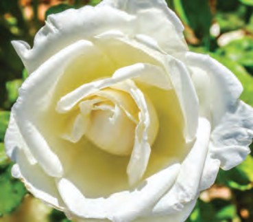 Rose - White Magic