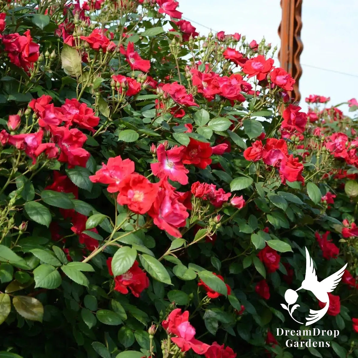 Rose - Winner’s Circle — DreamDrop Gardens photo 1