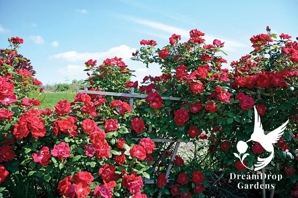 Rose - Winner’s Circle — DreamDrop Gardens photo 2