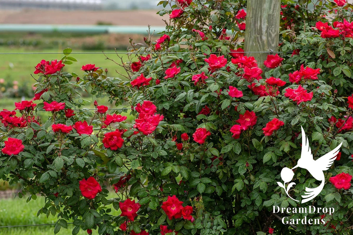 Rose - Winner’s Circle — DreamDrop Gardens photo 3