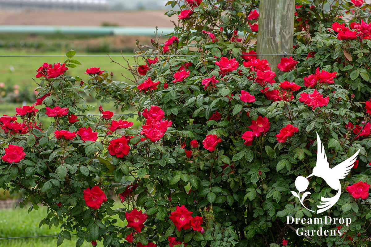 Rose - Winner’s Circle — DreamDrop Gardens photo 6