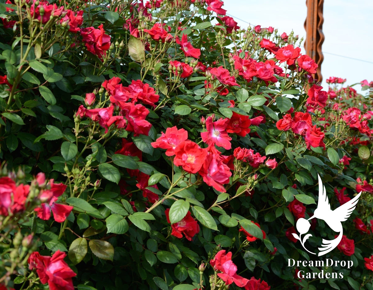 Rose - Winner’s Circle — DreamDrop Gardens photo 7